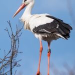 330px-Ringed_white_stork