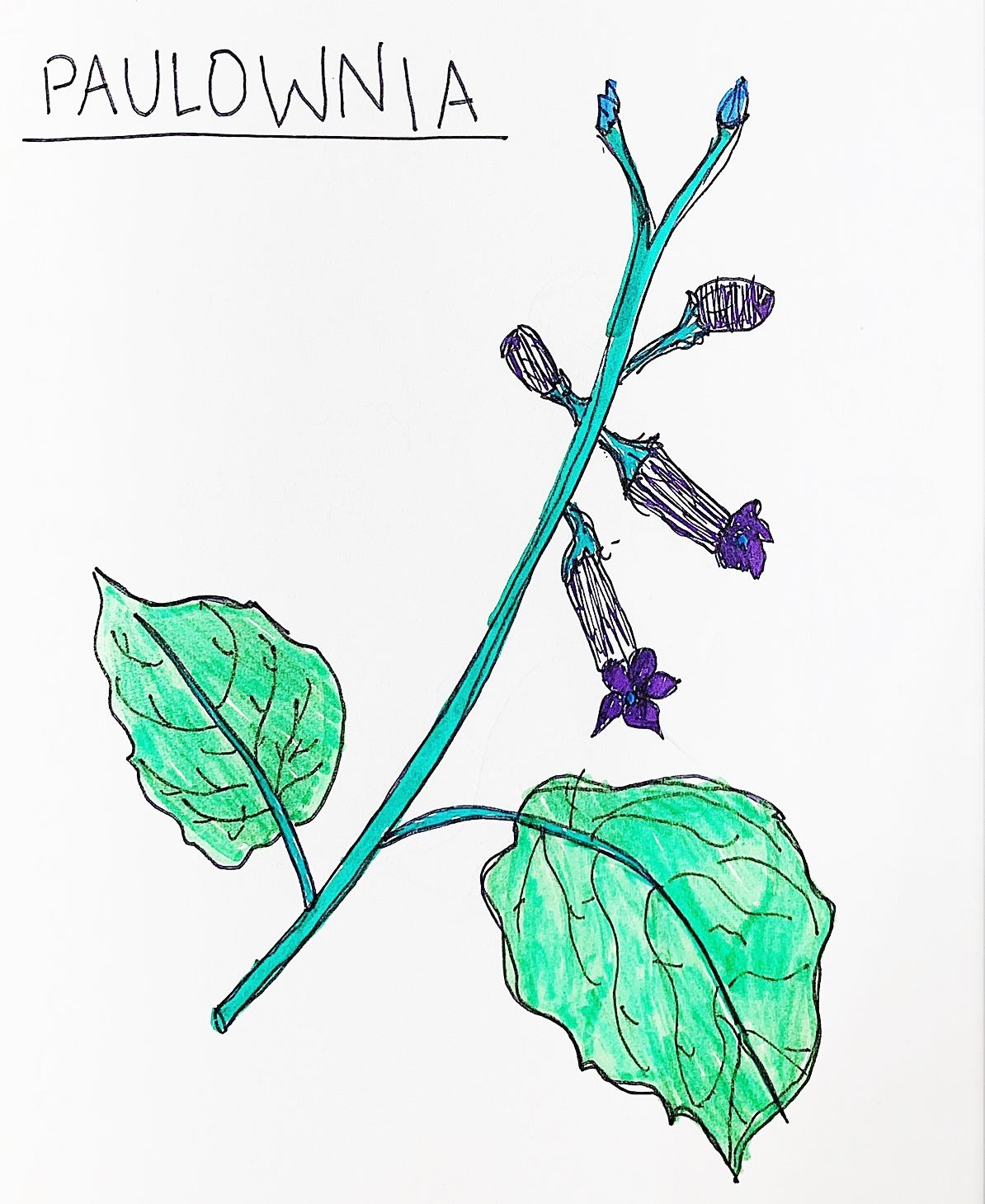 Kiri Trees: a hack for sustainability