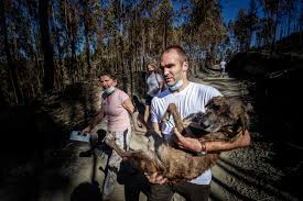 Property rights or animal rights?