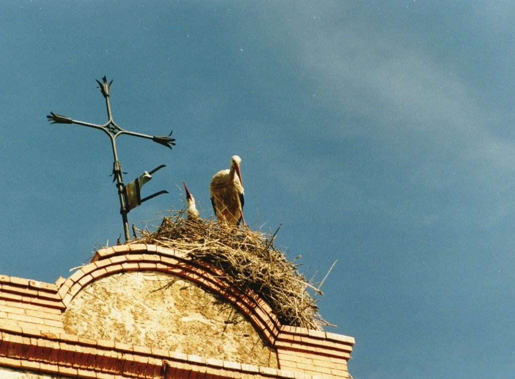 stork bird