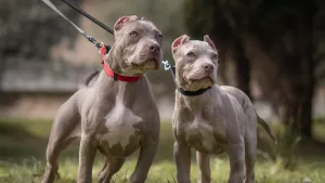 The XL American Bully Ban: Why it Cannot Work