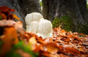 Tomy’s Story of Survival, Psilocybin Therapy, and Launching Mushi Lab