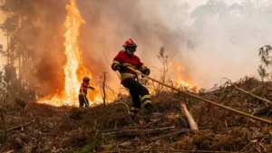 Is Eucalyptus to Blame? Wildfires in Galicia
